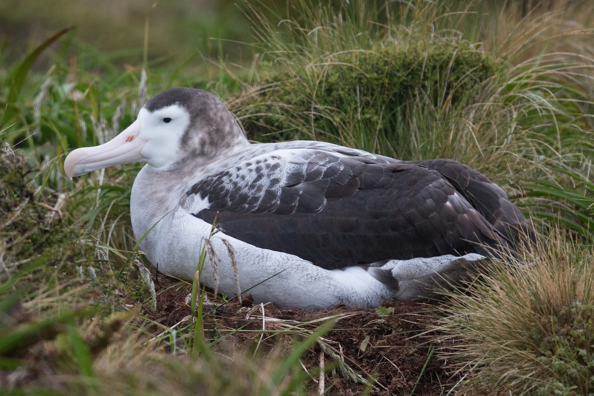 Albatros des Antipodes (antipodensis) - ML518570401