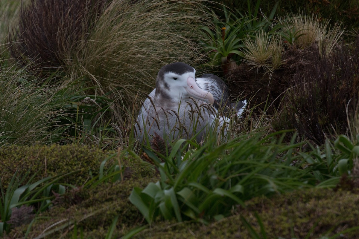 Antipodean Albatross (New Zealand) - ML518570411