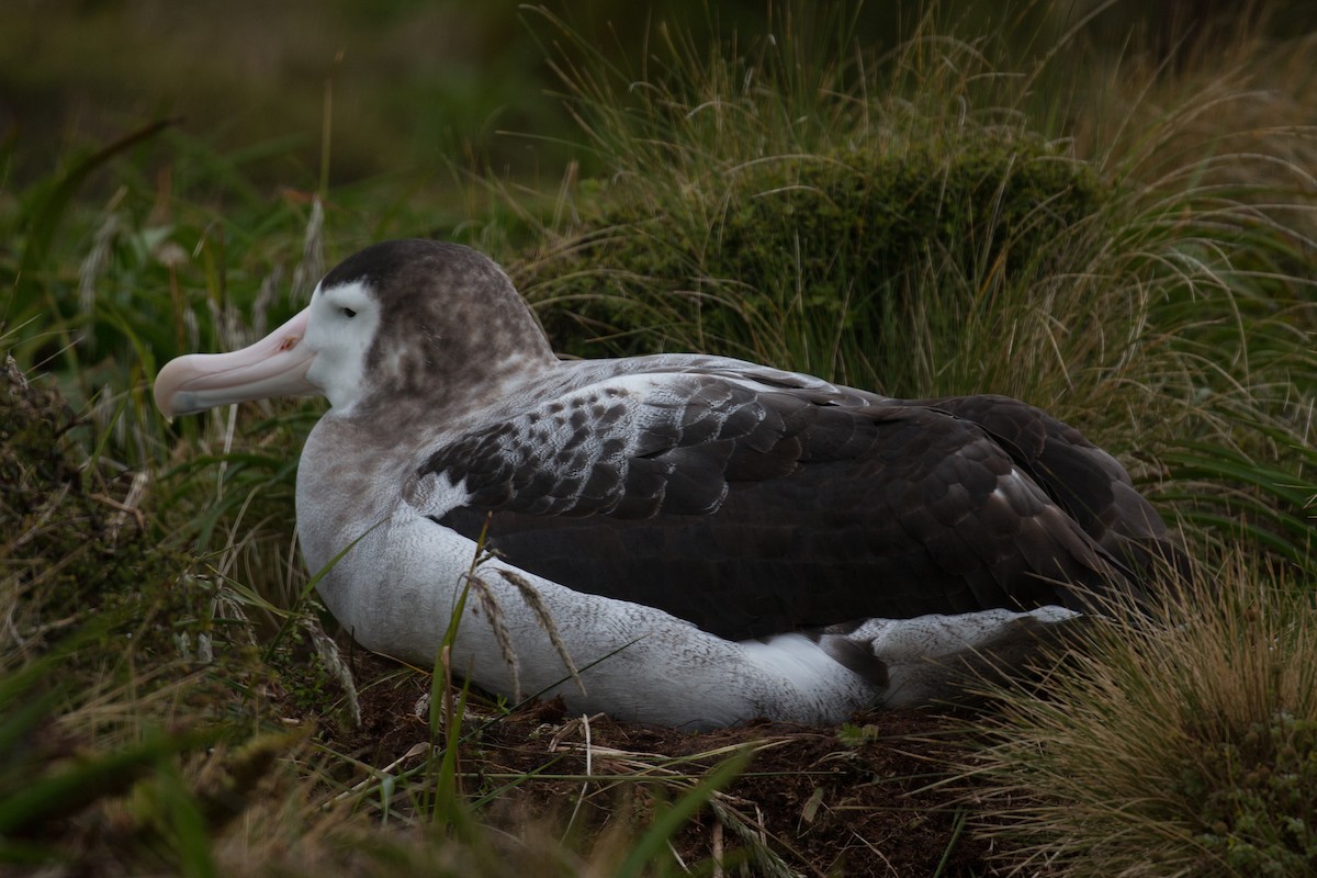 Albatros de las Antípodas (antipodensis) - ML518570421