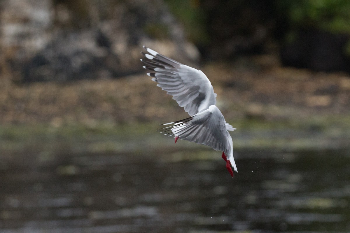 Silver Gull (Red-billed) - ML518572551