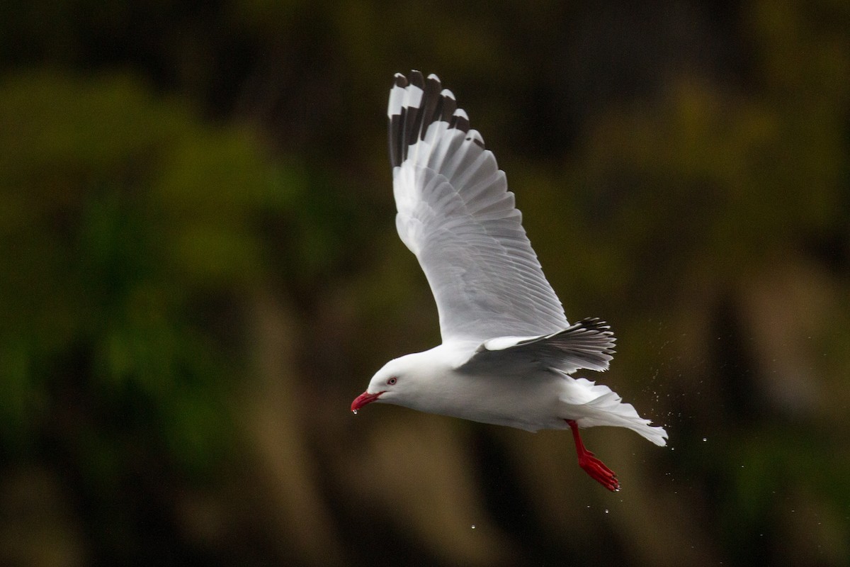 Silver Gull (Red-billed) - Philipp Boersch-Supan