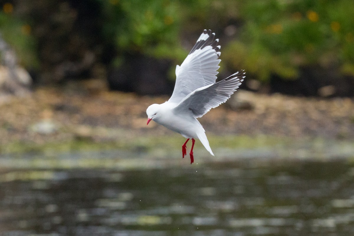 Silver Gull (Red-billed) - ML518572581