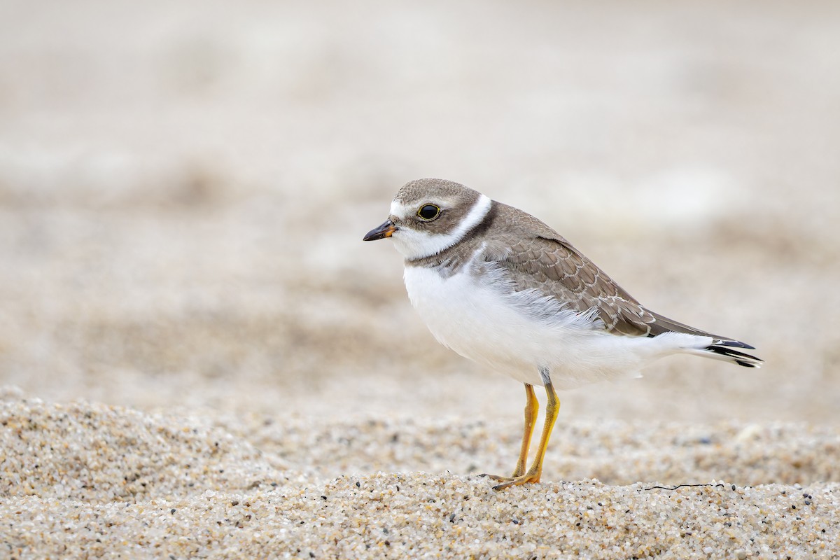 Semipalmated Plover - ML518573421