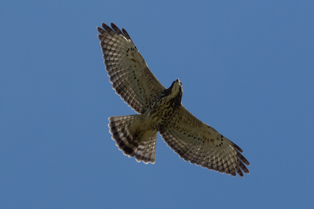 Broad-winged Hawk - Marbry Hopkins