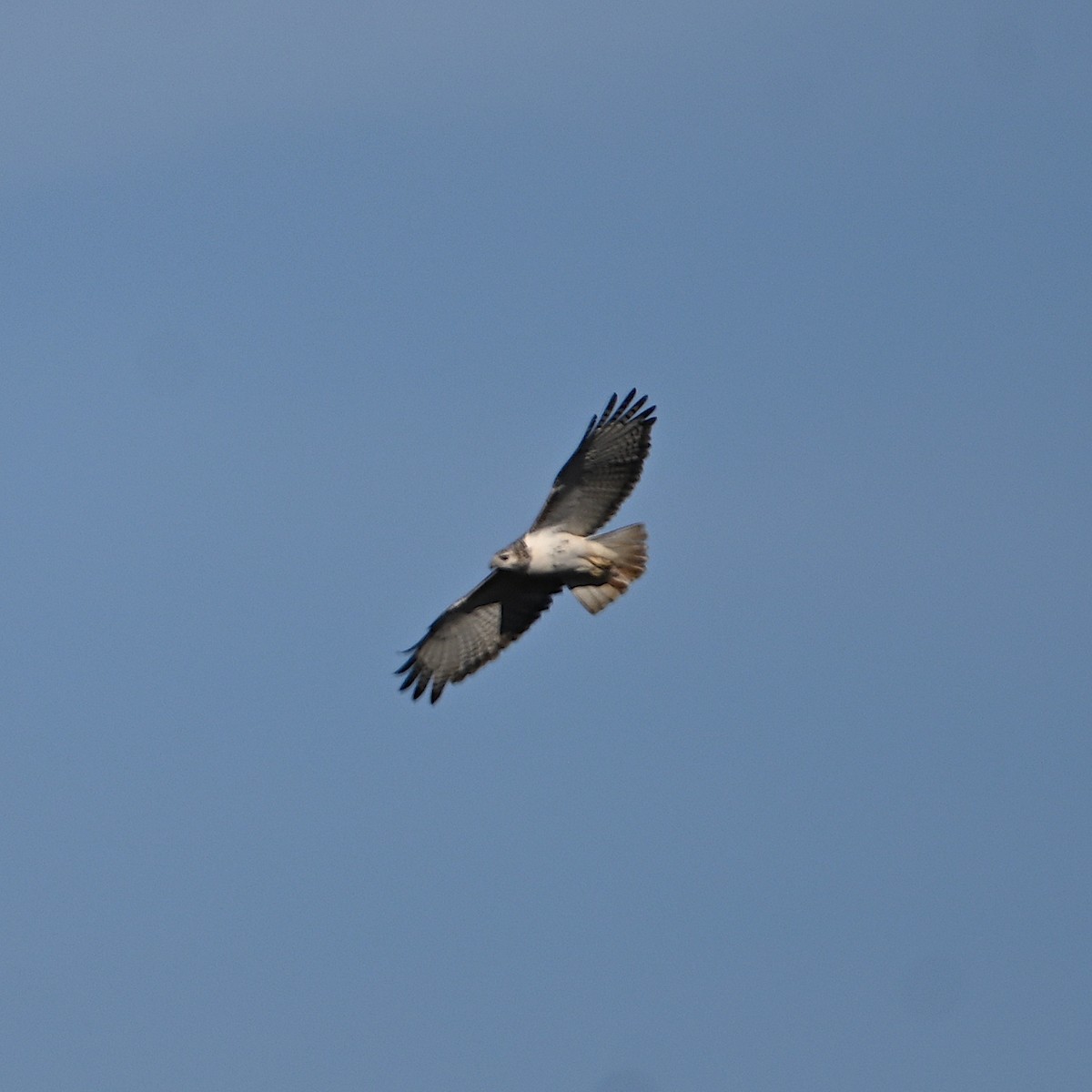 Red-tailed Hawk - ML518576541