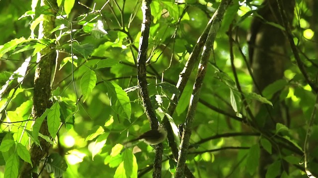 Gray-breasted Babbler - ML518578