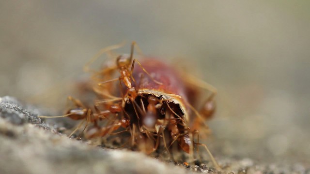 Ants - ML518579