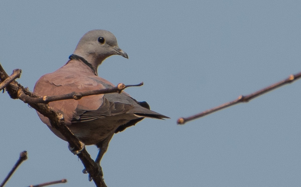 Red Collared-Dove - ML51858131
