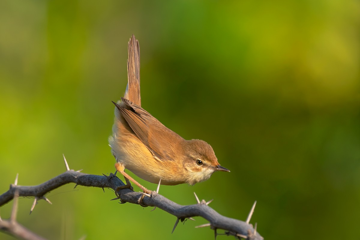 Booted Warbler - ML518582581