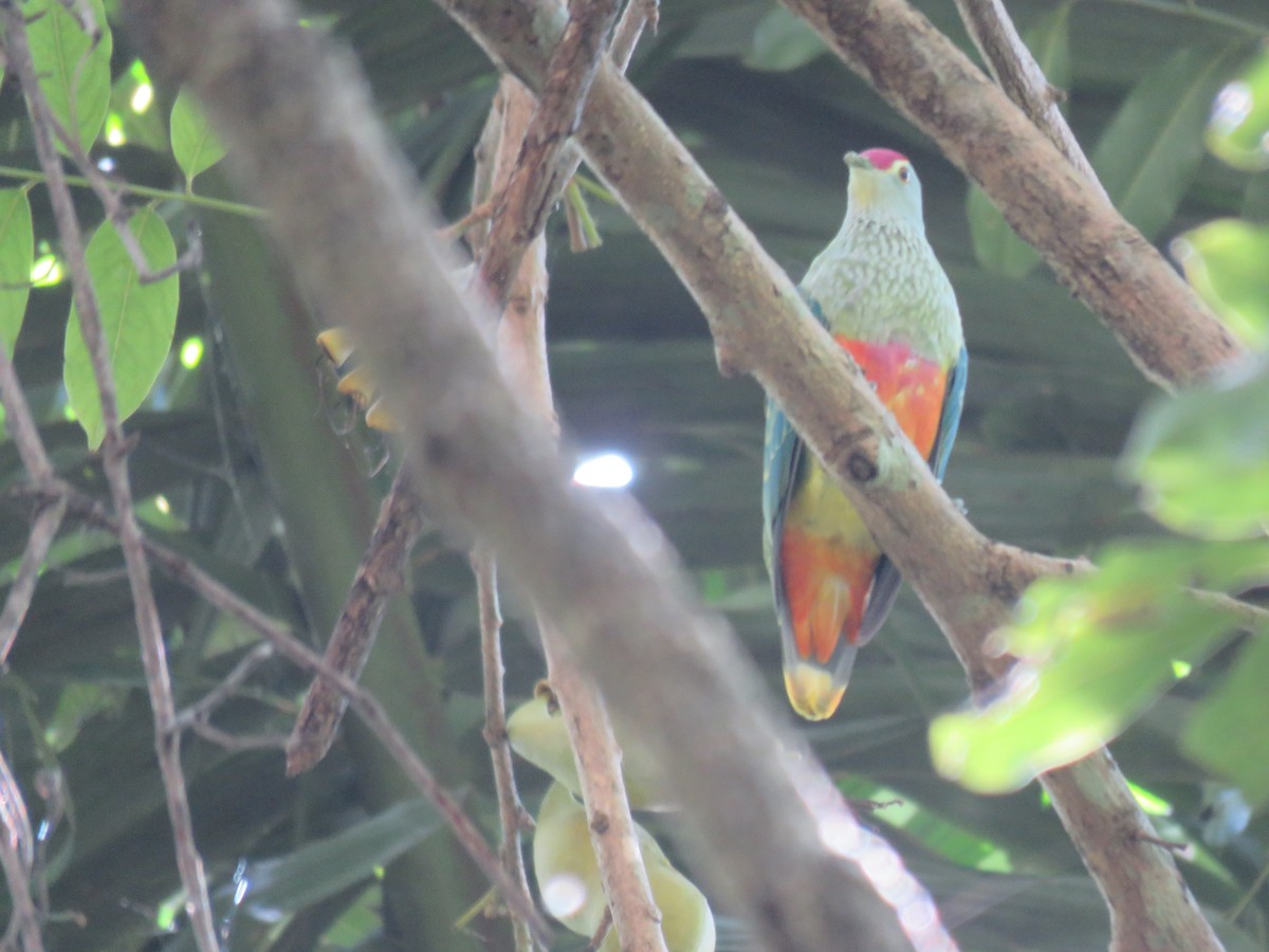 Rose-crowned Fruit-Dove - ML51858621