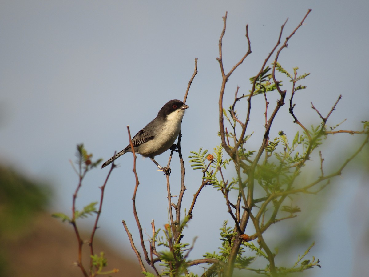 Black-capped Warbling Finch - ML518586961