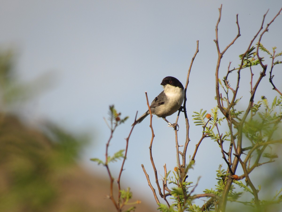 Black-capped Warbling Finch - ML518586981