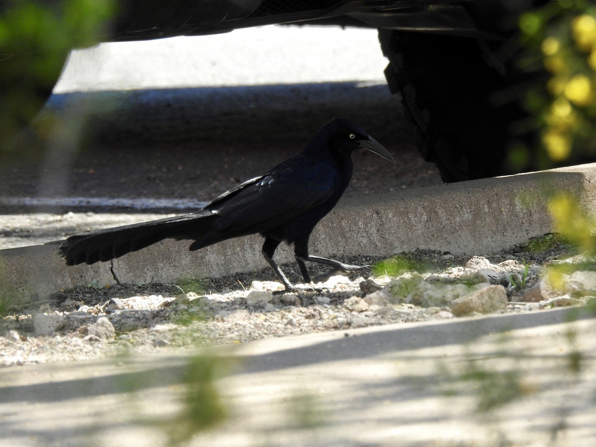 Great-tailed Grackle - Tammy Knuth
