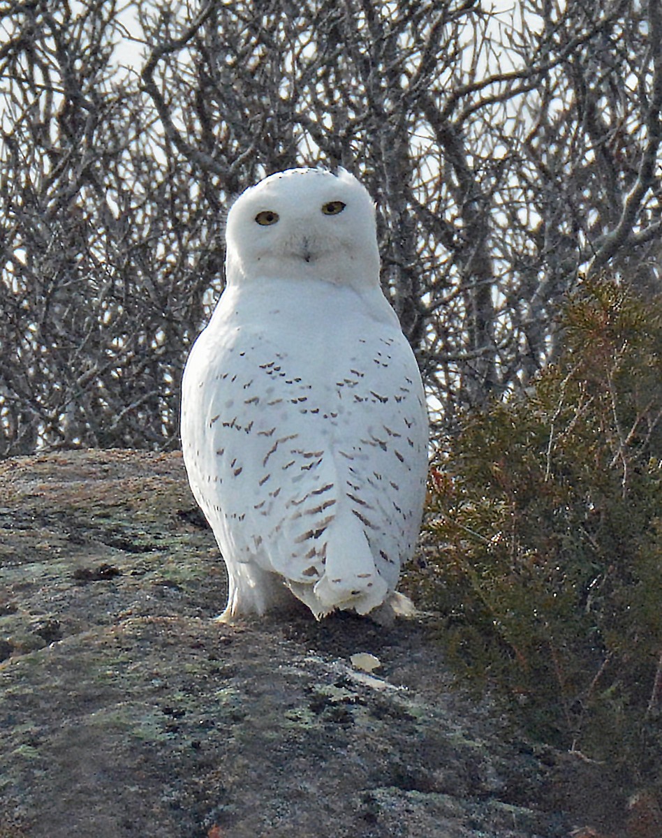 Snowy Owl - ML518593311