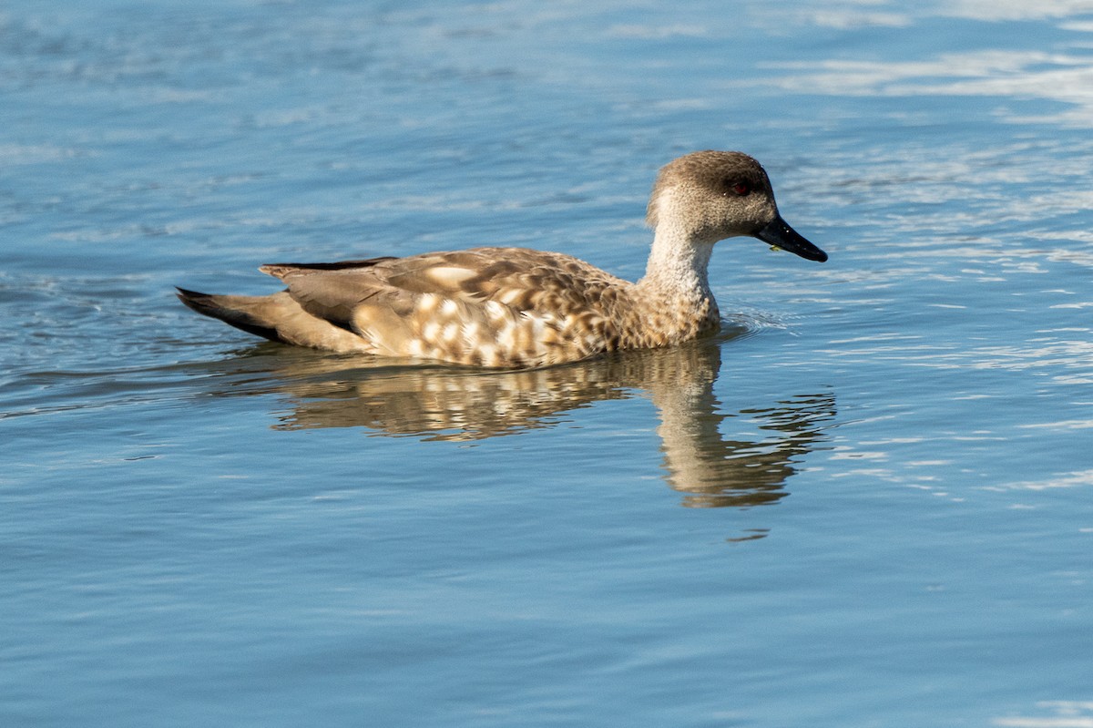 Crested Duck - ML518597561