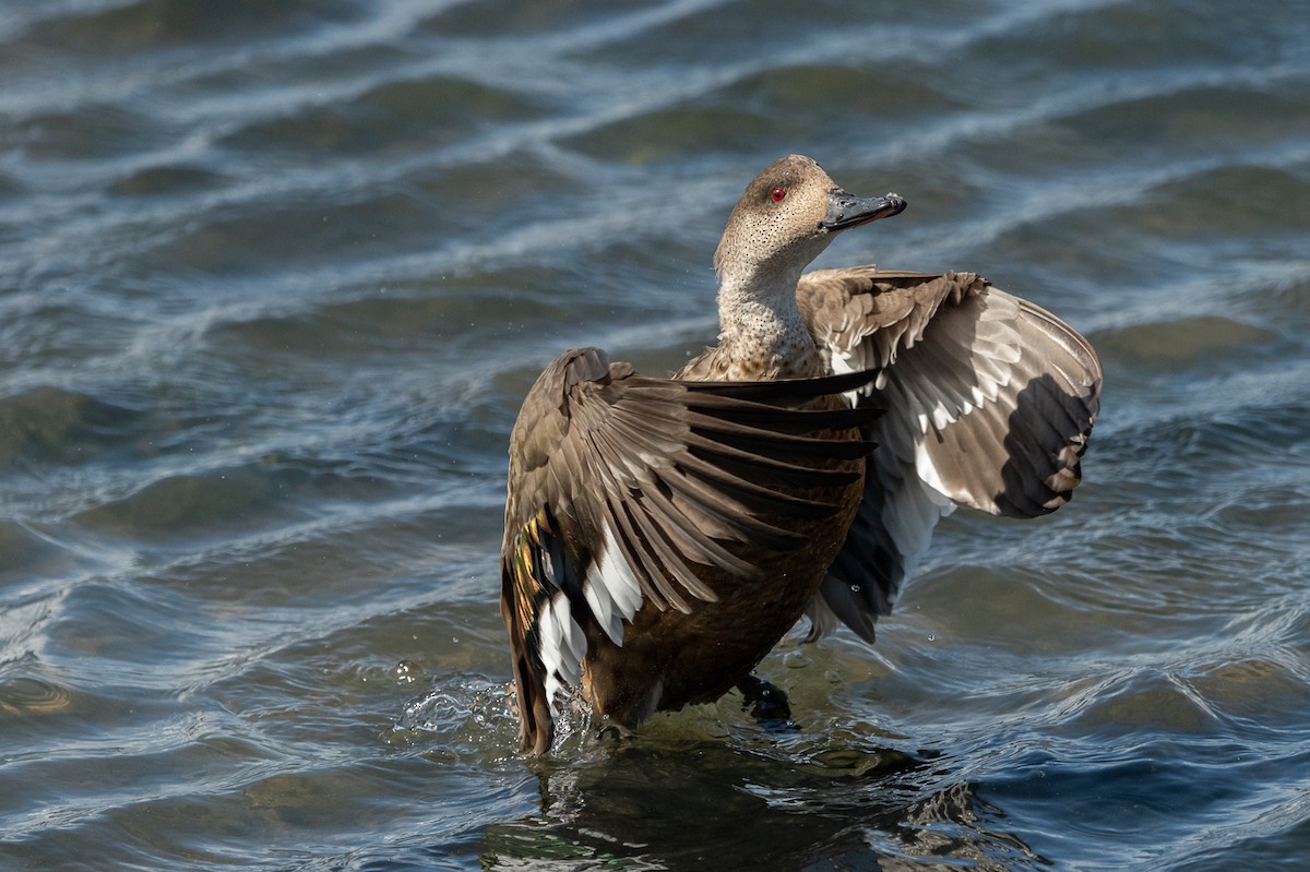 Crested Duck - ML518597571