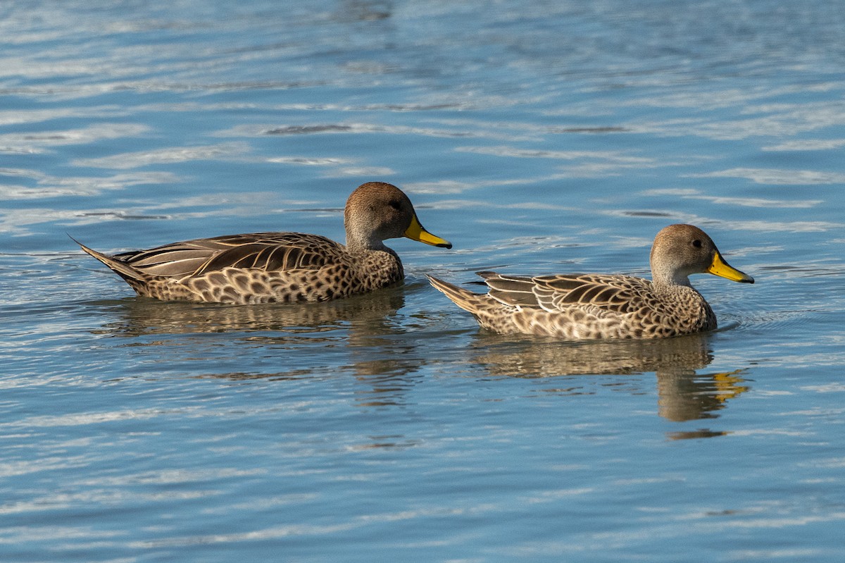 Yellow-billed Pintail (South American) - ML518597741