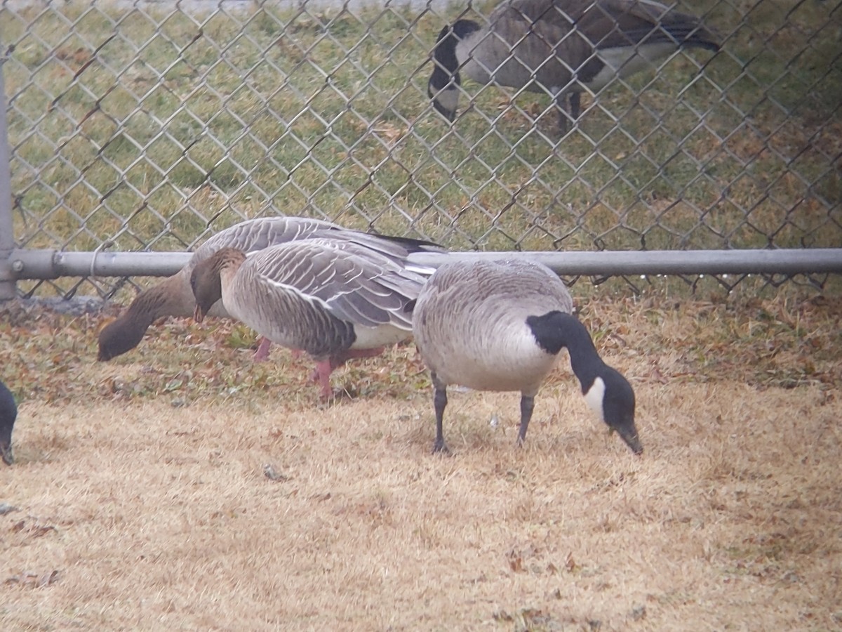 Pink-footed Goose - ML518599781