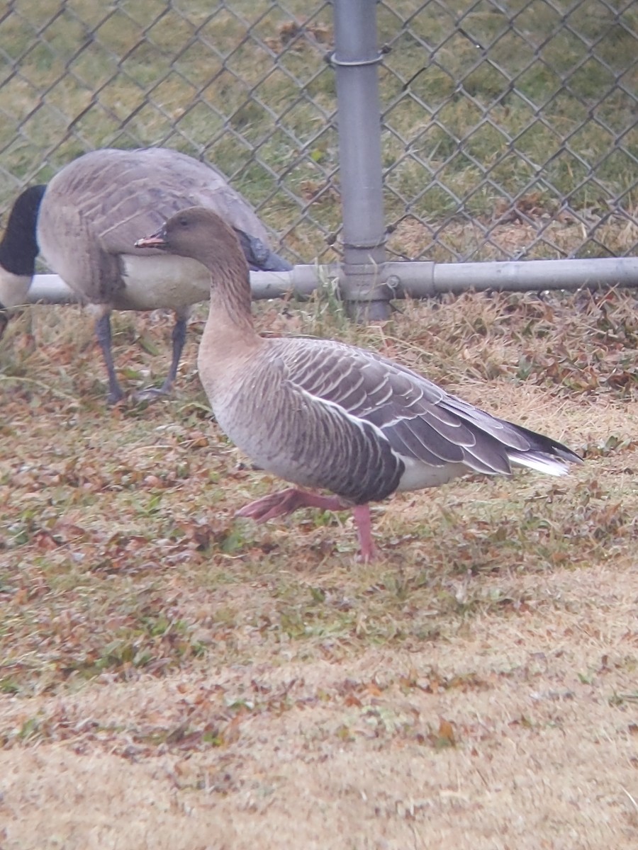 Pink-footed Goose - ML518599961