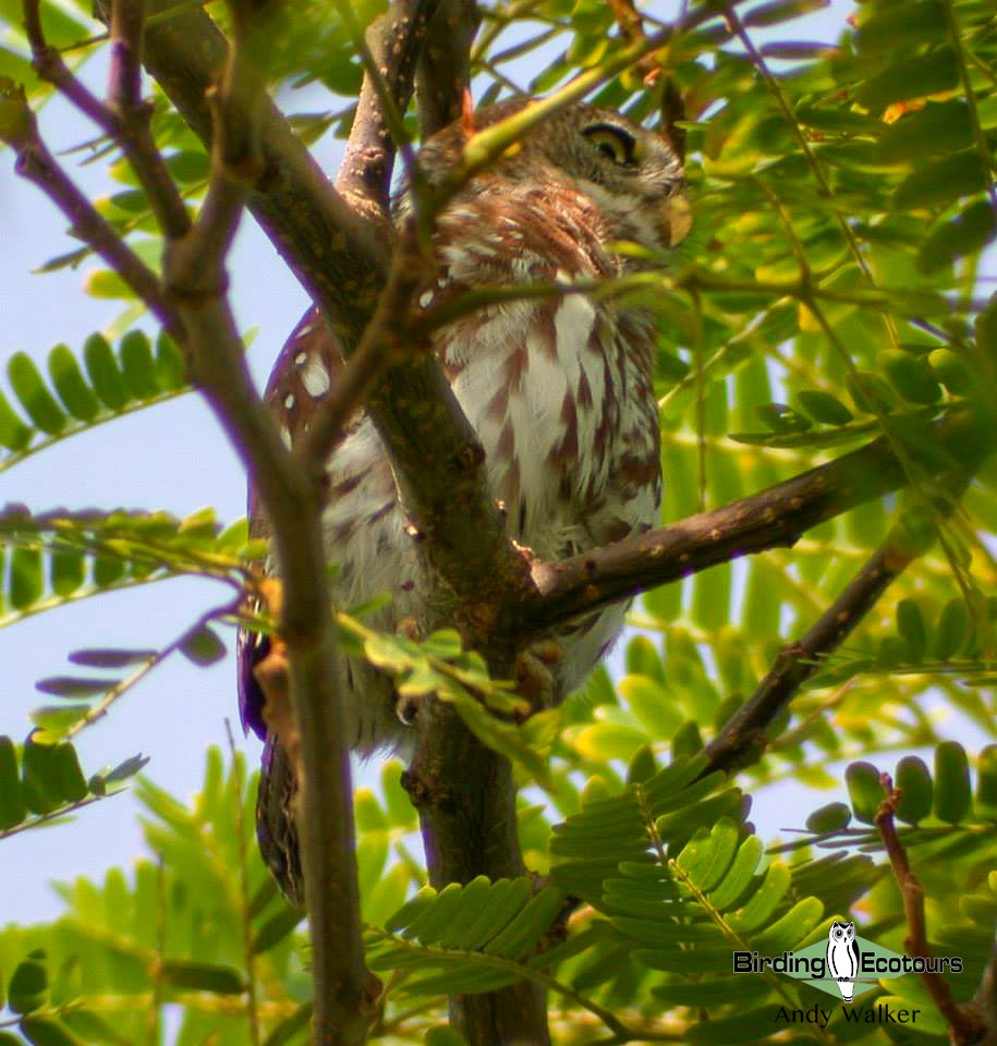 Pearl-spotted Owlet - ML518600131