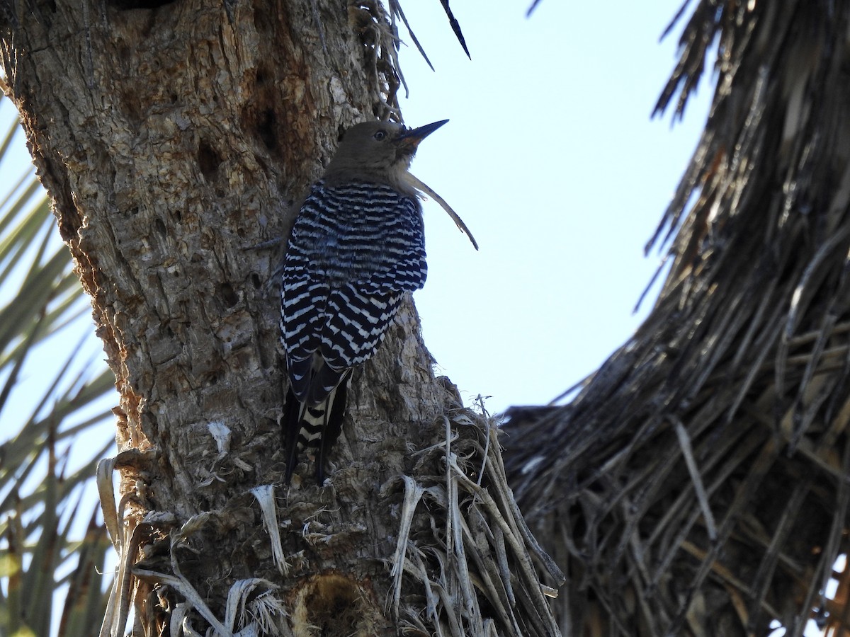 Gila Woodpecker - ML51860111