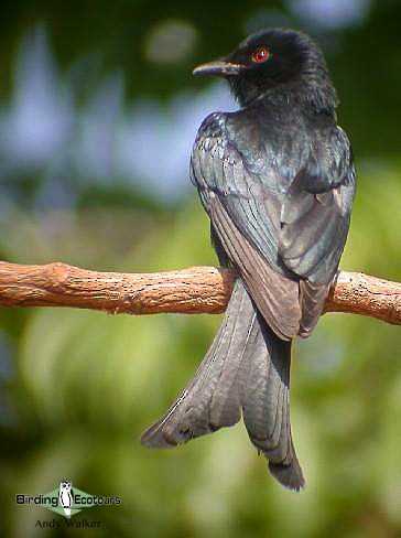 Fork-tailed Drongo (Glossy-backed) - ML518601161