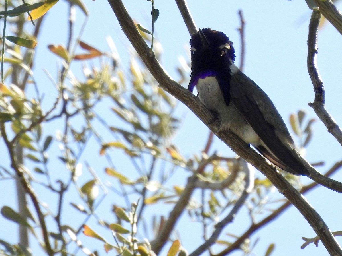 Costa's Hummingbird - ML51860141