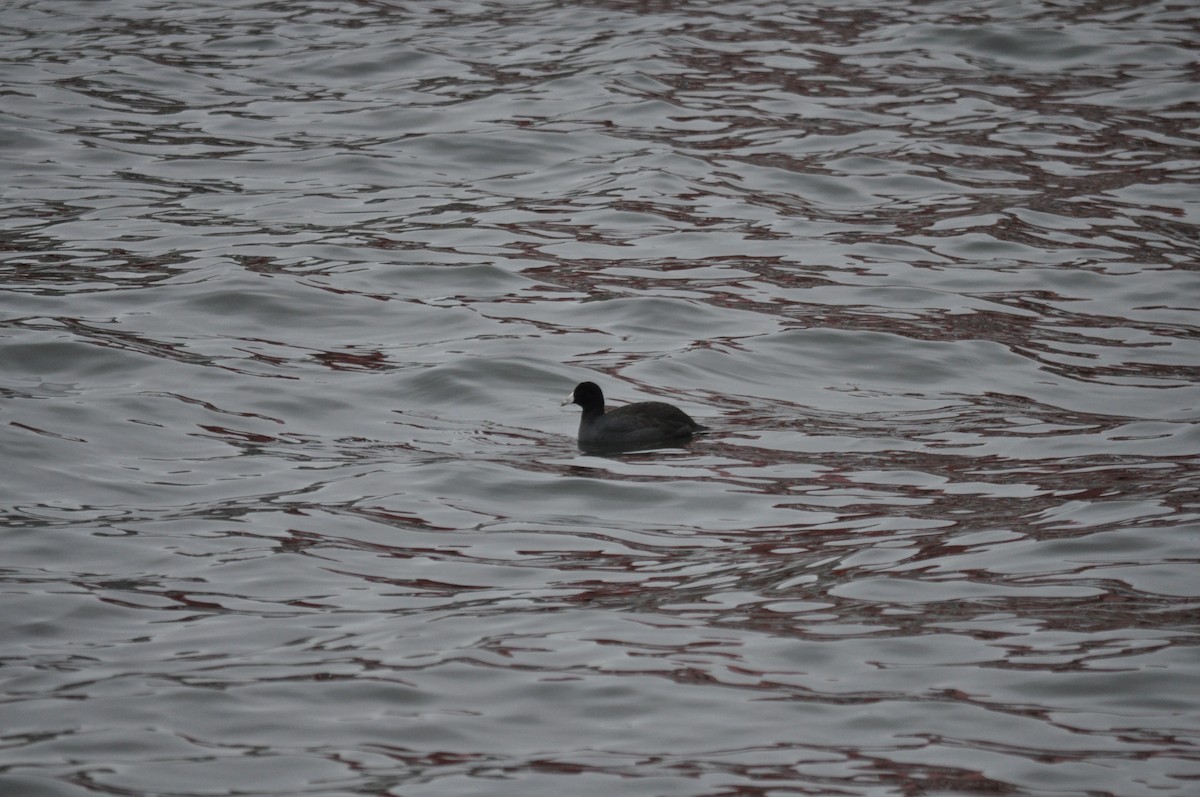 American Coot (Red-shielded) - ML518602391