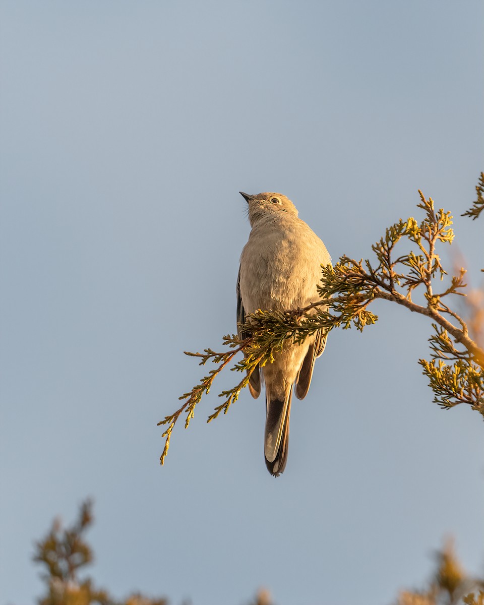 Townsend's Solitaire - ML518602401