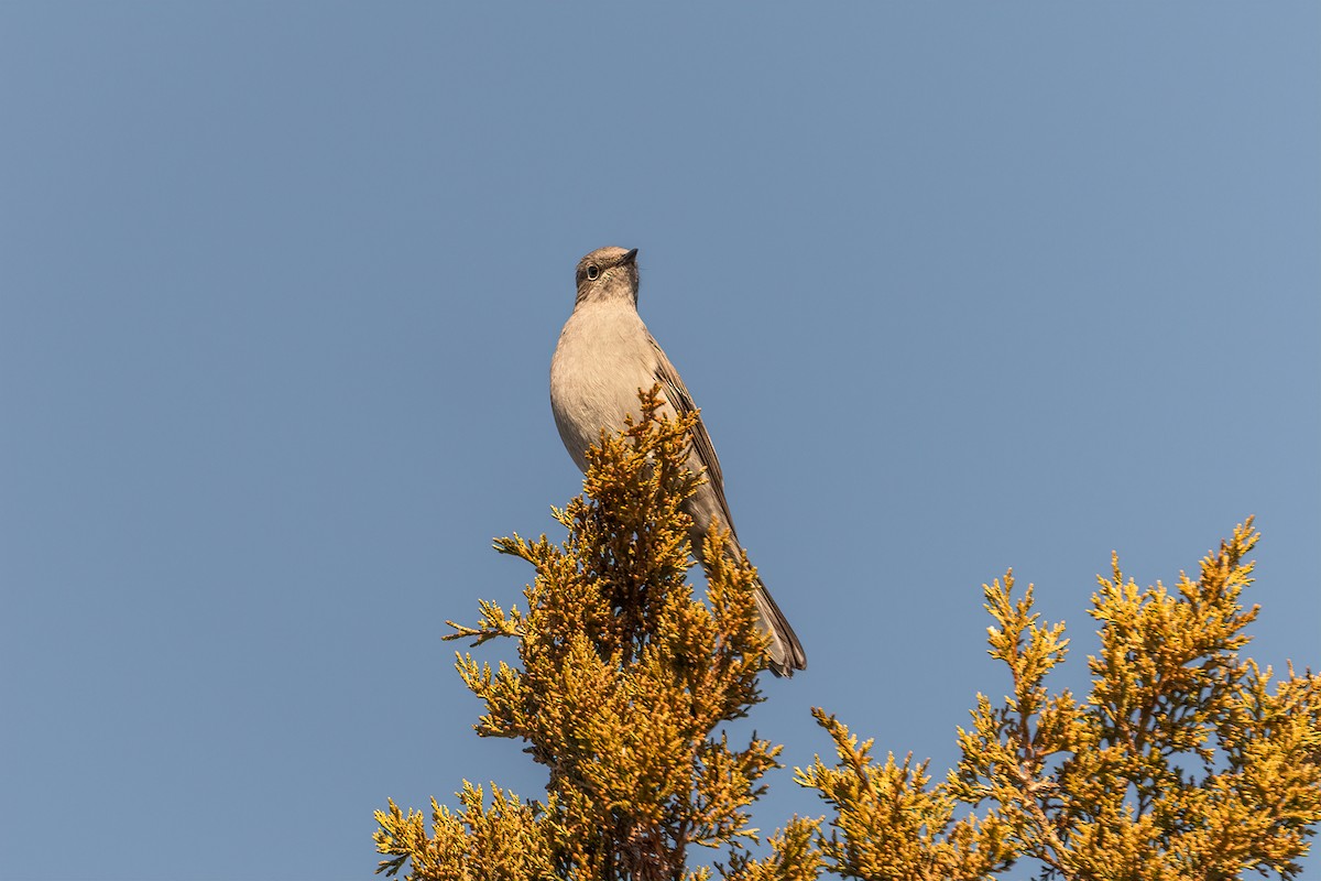 Townsend's Solitaire - ML518602431