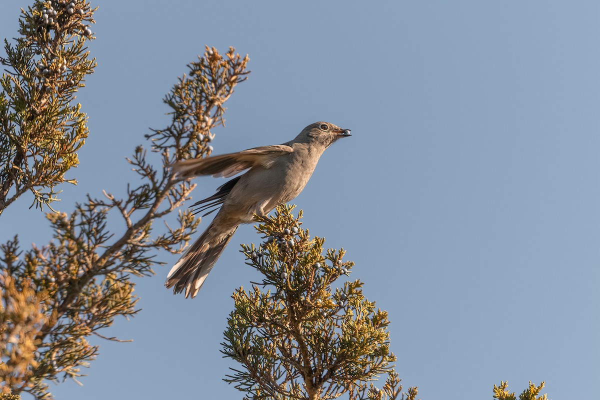 Townsend's Solitaire - ML518602441
