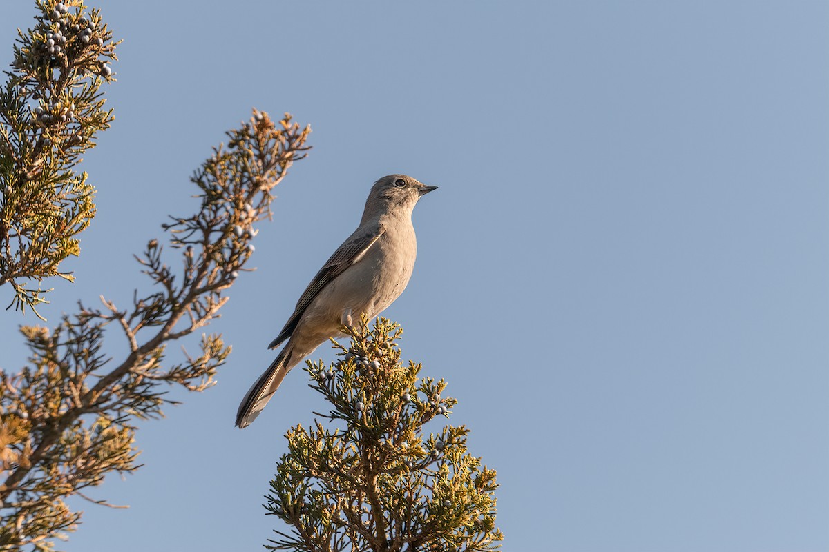 Townsend's Solitaire - ML518602451