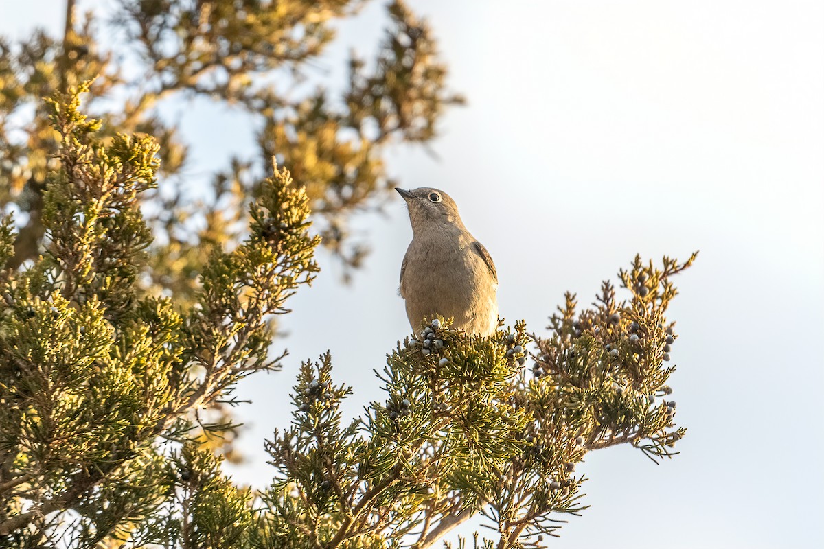 Townsend's Solitaire - ML518602461