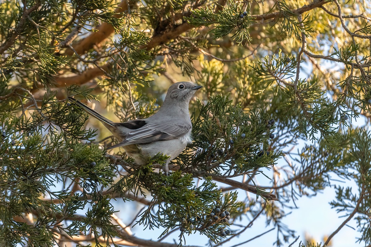 Townsend's Solitaire - ML518602491