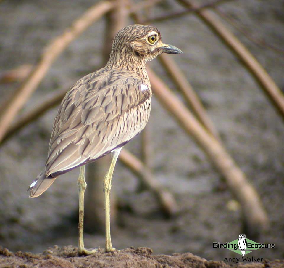 Senegal Thick-knee - Andy Walker - Birding Ecotours