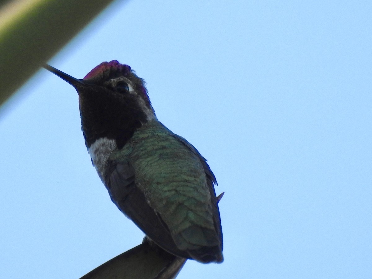 Anna's Hummingbird - ML51860361