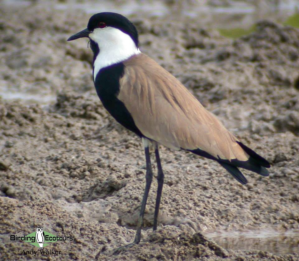 Spur-winged Lapwing - ML518603641