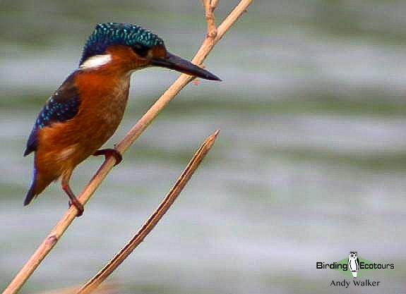 Malachite Kingfisher (Mainland) - ML518603821