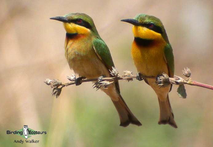 Little Bee-eater - ML518603991