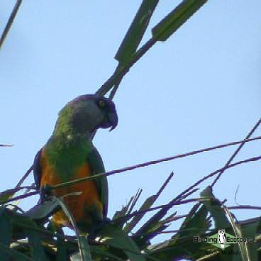 Senegal Papağanı - ML518604091