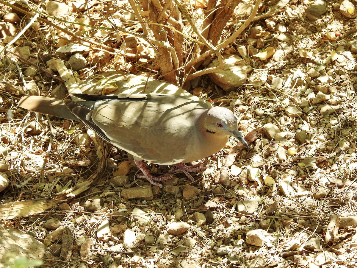 White-winged Dove - ML51860521