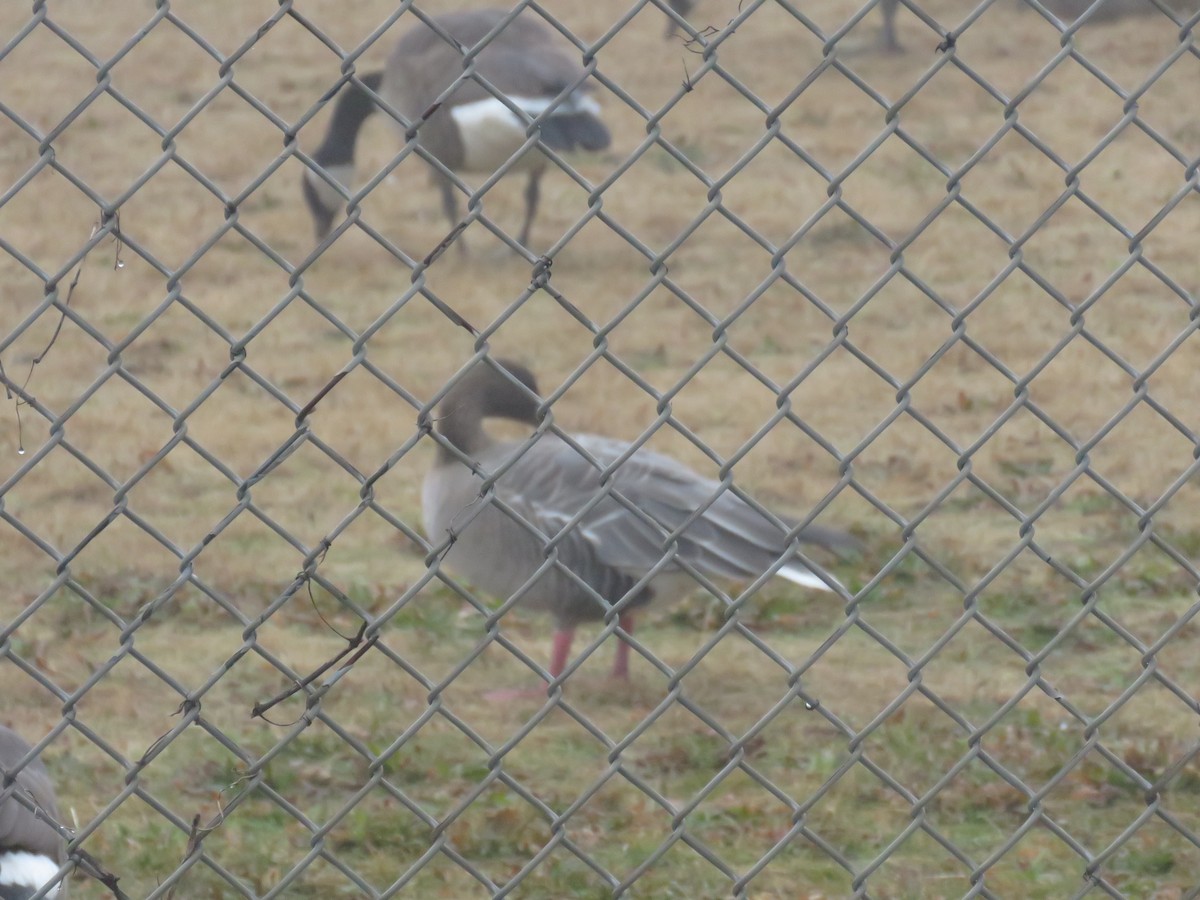 Pink-footed Goose - ML518609211