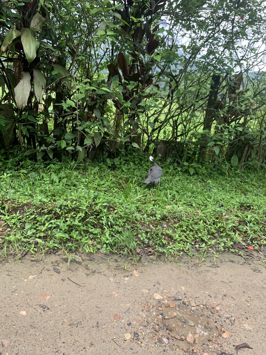 Helmeted Guineafowl (Domestic type) - ML518618031