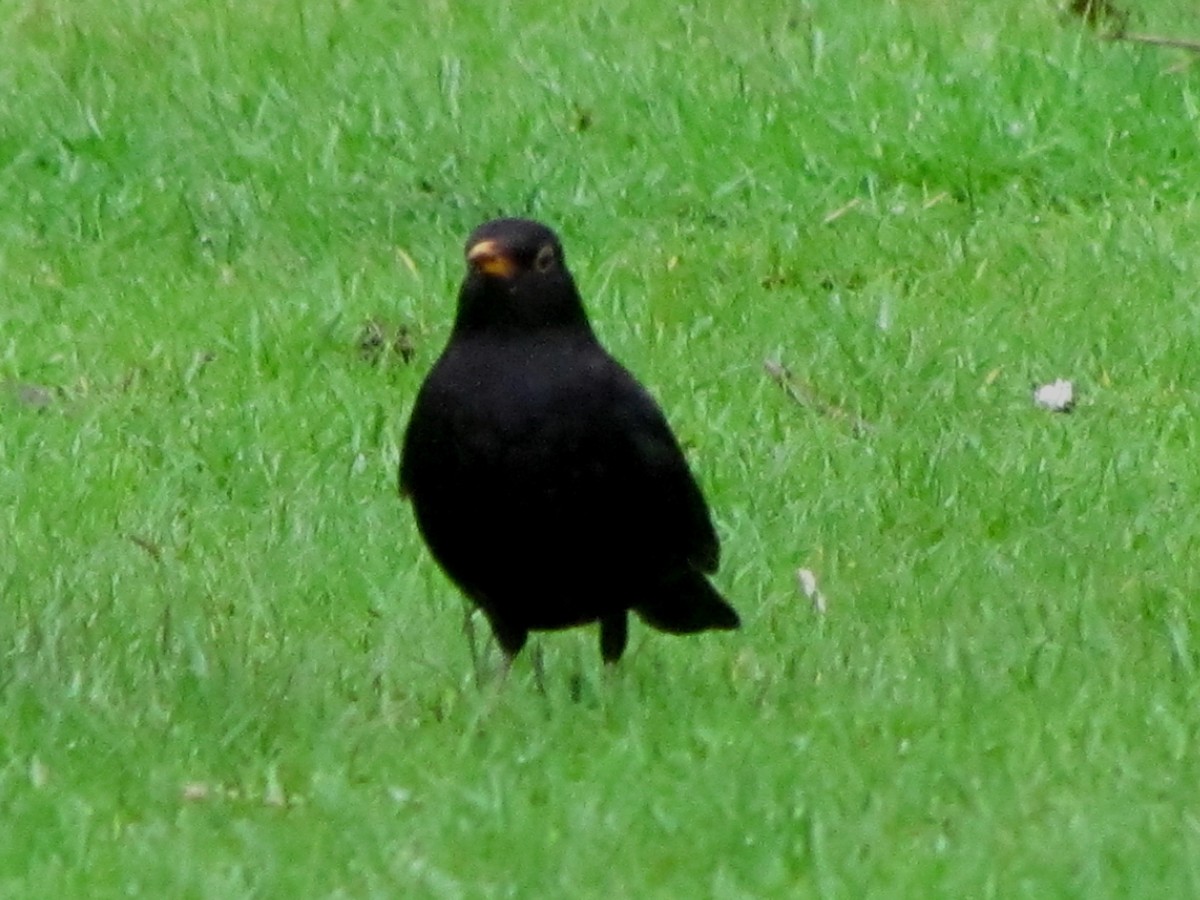 Eurasian Blackbird - ML51861901