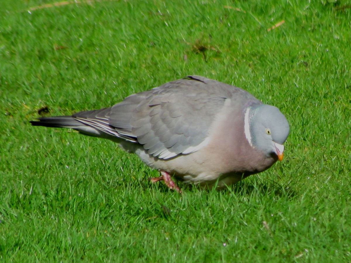 Common Wood-Pigeon - ML51862011
