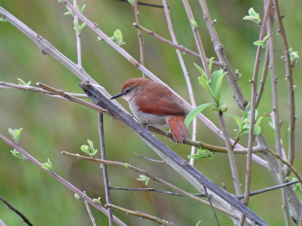 Yellow-chinned Spinetail - ML51862491