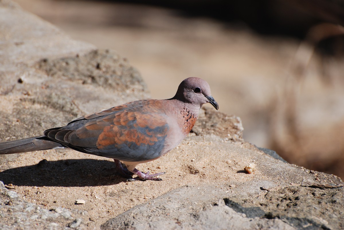 Laughing Dove - ML518626351