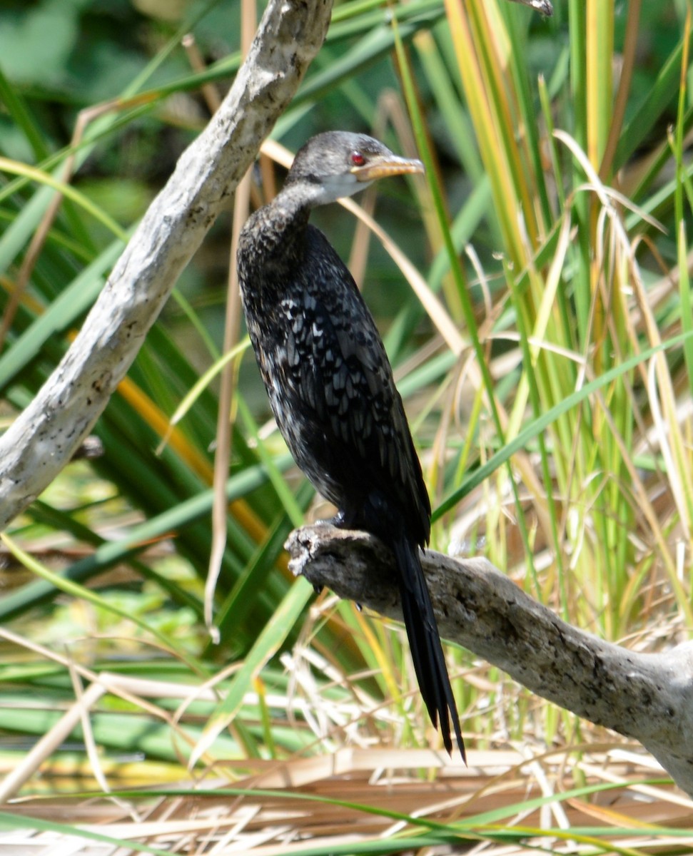 Long-tailed Cormorant - ML518627161