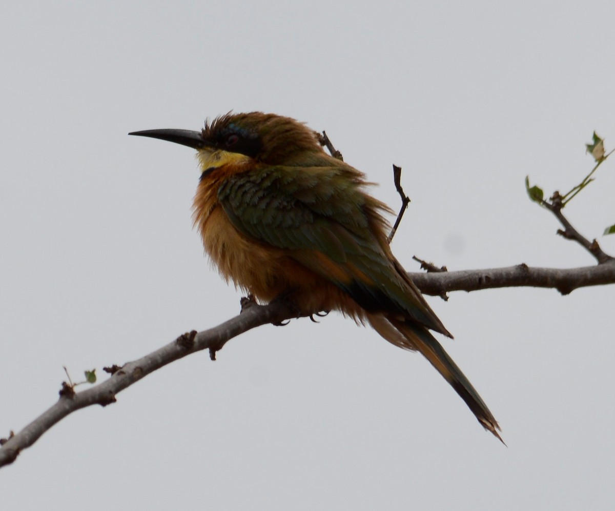 Little Bee-eater - ML518629211