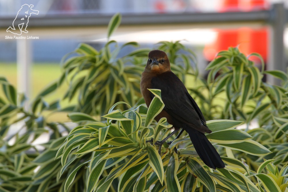 Boat-tailed Grackle - ML51862941